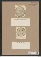 Stephanopyxis coronae var. monicae Grun. (de-Toni-Nr.: Genus 187, Species 4632) Zeichnungen Sammlung Grunow Nr. 8278 (NHMW-BOT-W0377675)